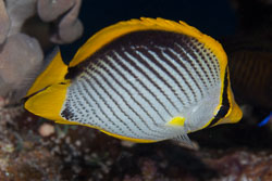 BD-100920-Fury-Shoal-1842-Chaetodon-melannotus.-Bloch---Schneider.-1801-[Blackback-butterflyfish].jpg